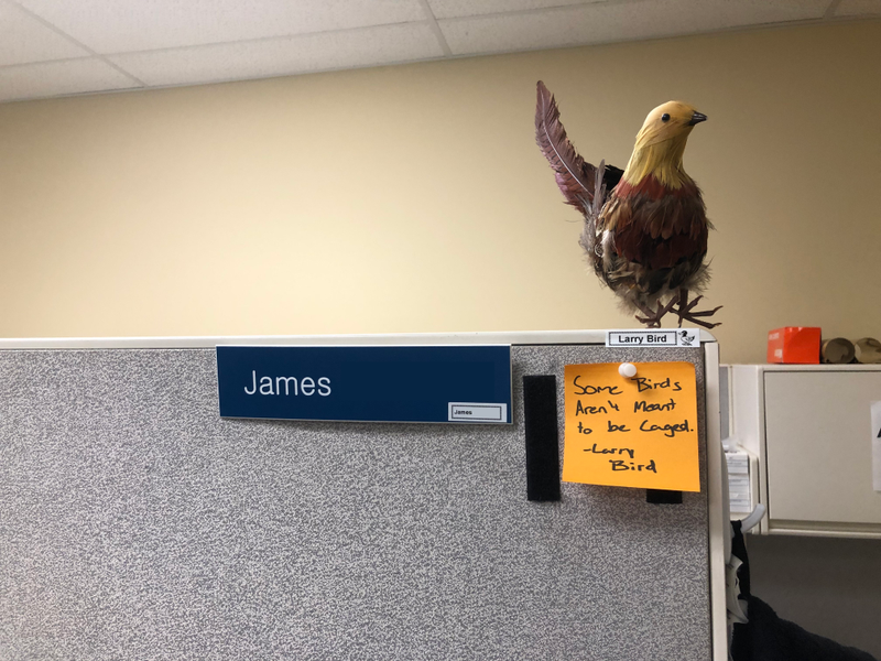 Illustration for article titled I got a bird for my cubicle, now all my coworkers have themÂ